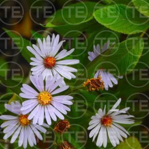 Daisy Daydream