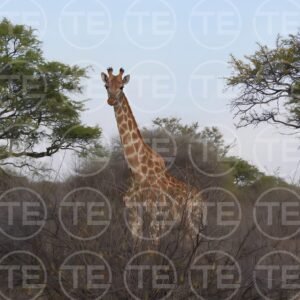 Across the Savannah