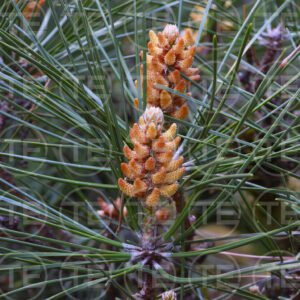 Pinecone Promise