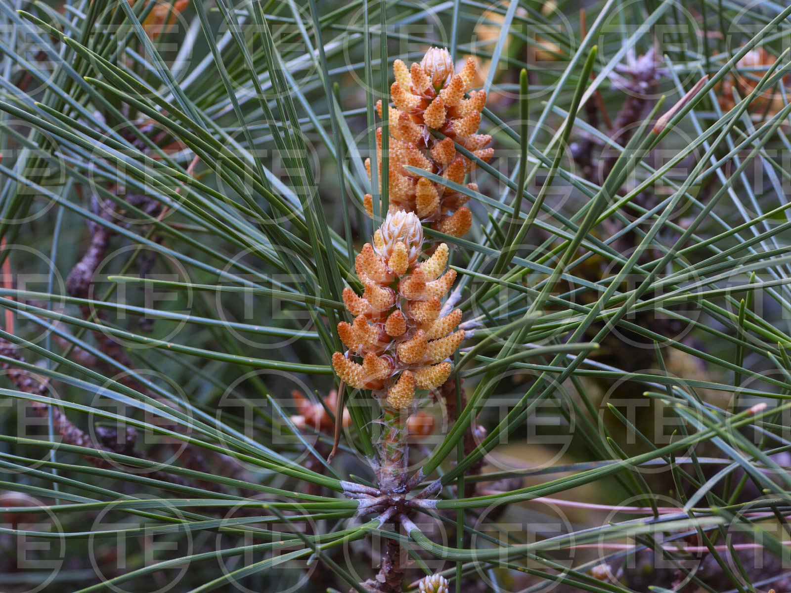 Pinecone Promise