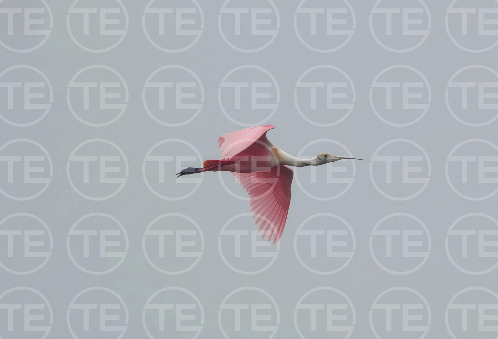 Pink Flyover