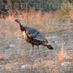 Sunet Strut