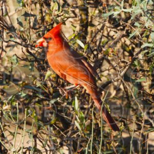 Winterberry Cardinal