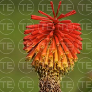 Flame of the Garden