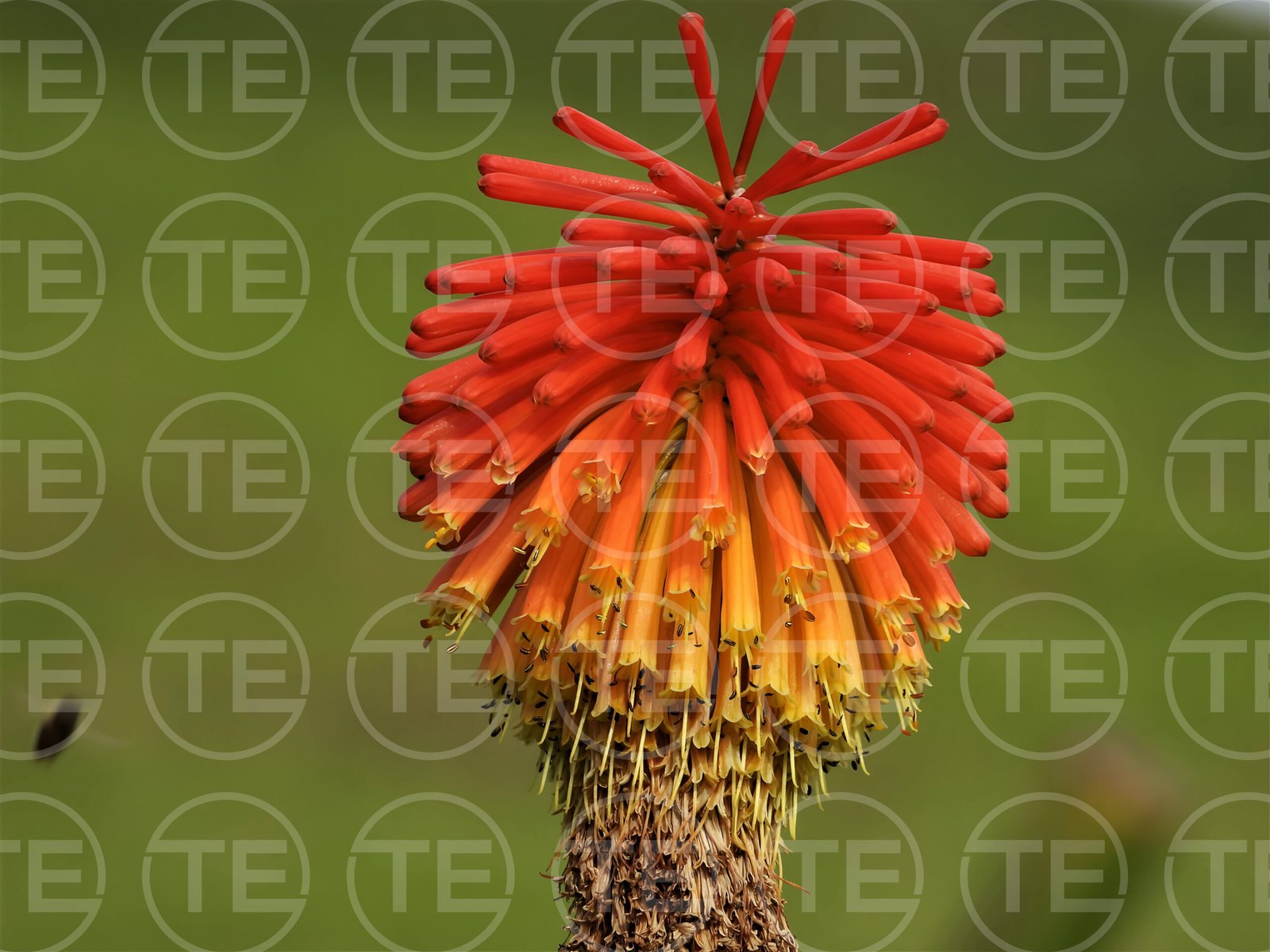 Flame of the Garden