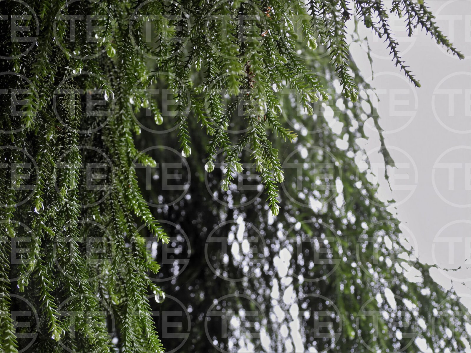 Dripping Emerald