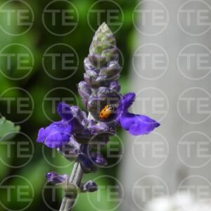 Lady in Lavender
