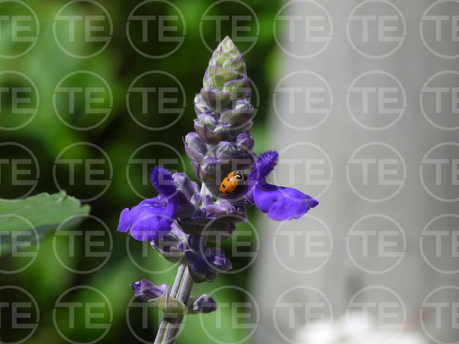 Lady in Lavender