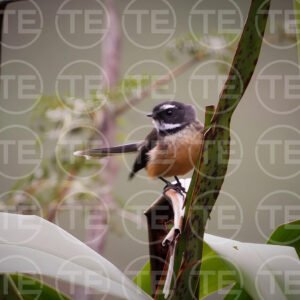 Curios Fantail