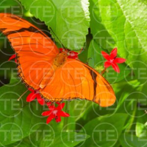 Fiery Grace