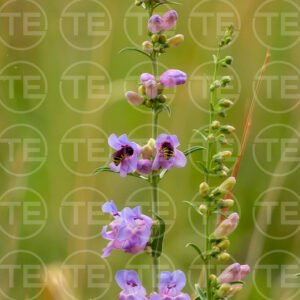 Nectar Neighbors