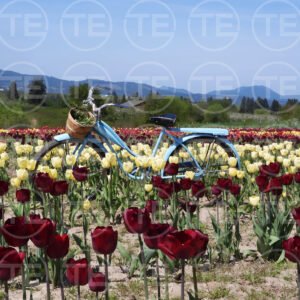 Pedaling Through Petals
