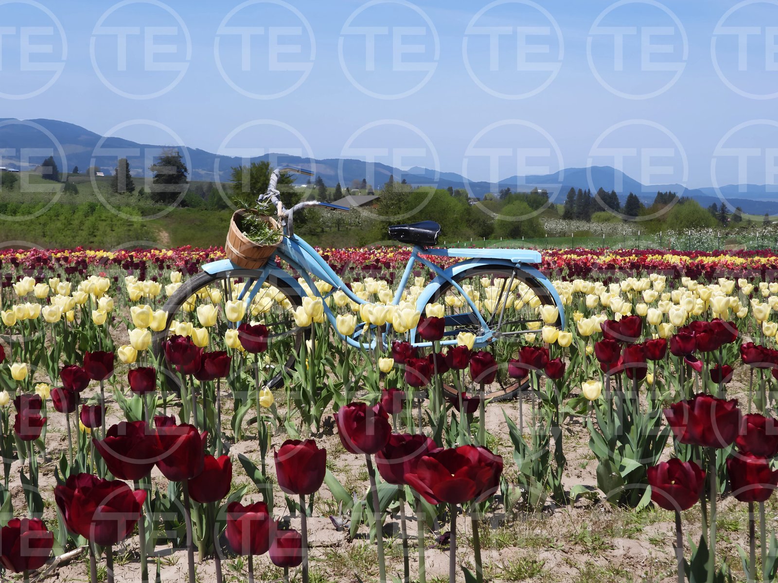 Pedaling Through Petals