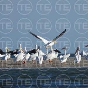 Pelican Landing