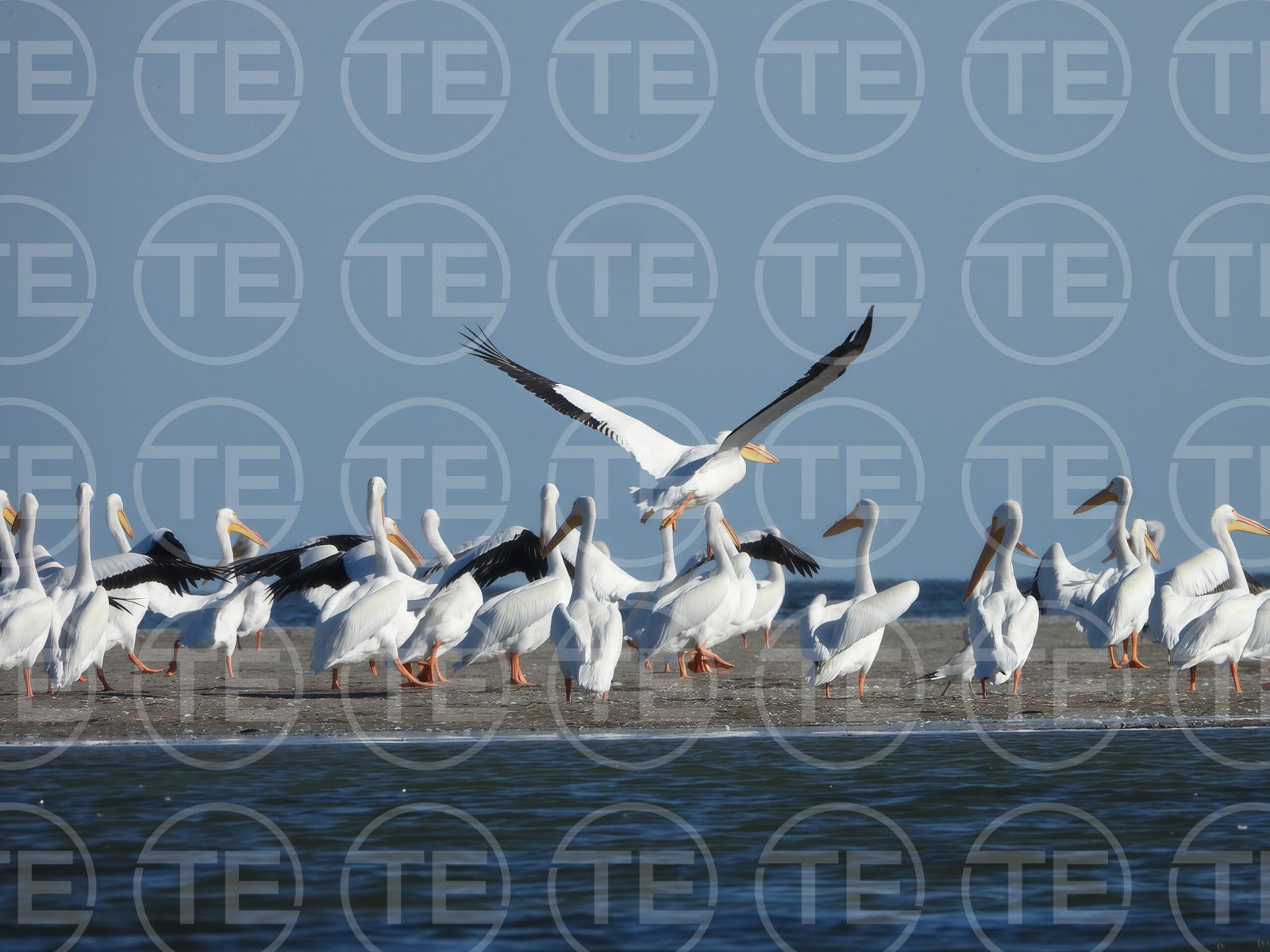 Pelican Landing