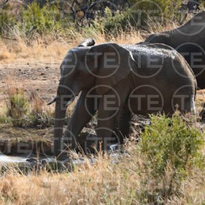At The Waterhole