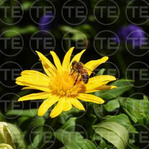 Pollinator Gold
