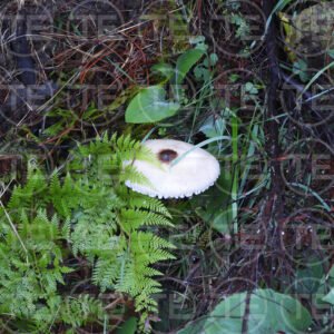 Hidden in the Ferns