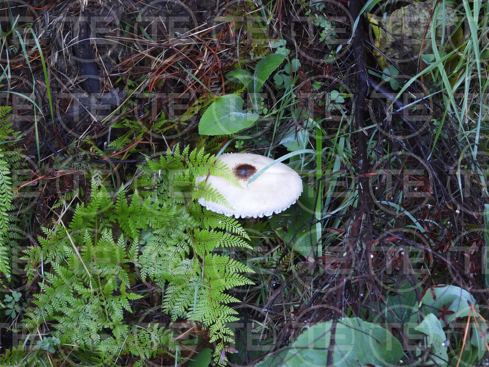 Hidden in the Ferns