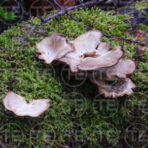 Understory