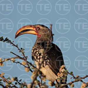 Thorn Tree Lookout