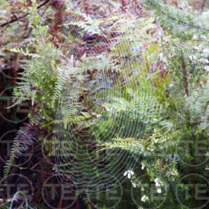 Nature's Lacework