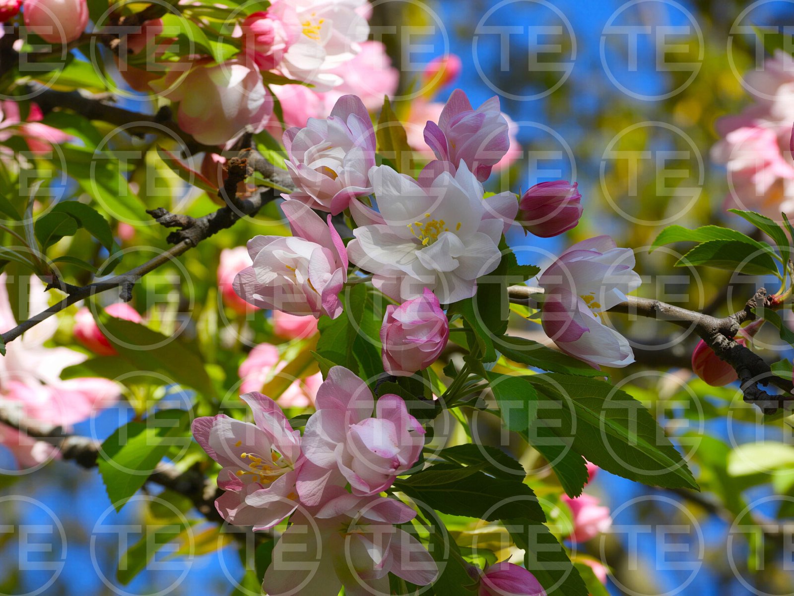 Pink Reverie