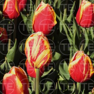 Tulip Tapestry