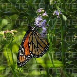 Delicate Landing