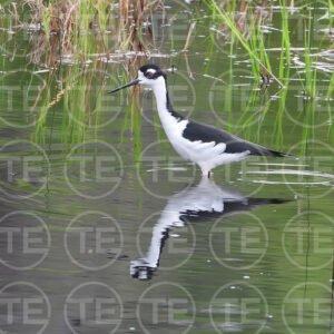 Mirror in The Marsh