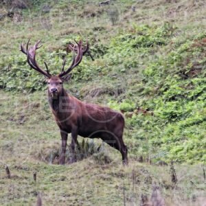 Watchful Stag