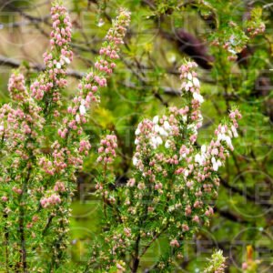 Mountain Bloom