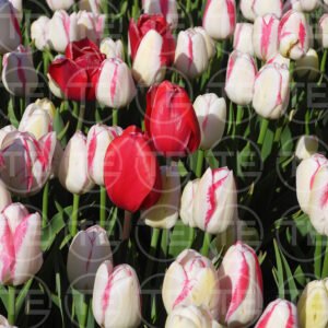 Among The Blush