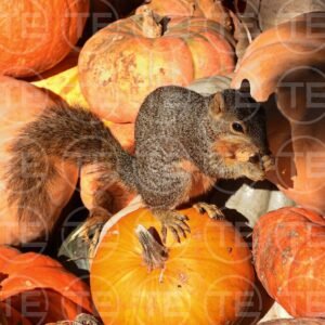 Fall Forager