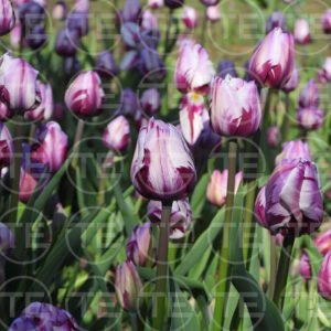 Velvet Twilight
