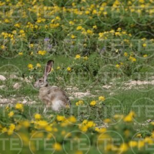 Among Wild Flowers