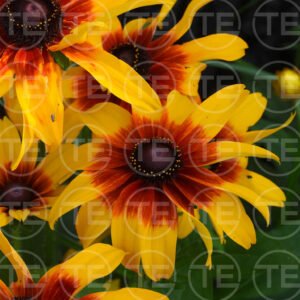 Wild Flower Sunset
