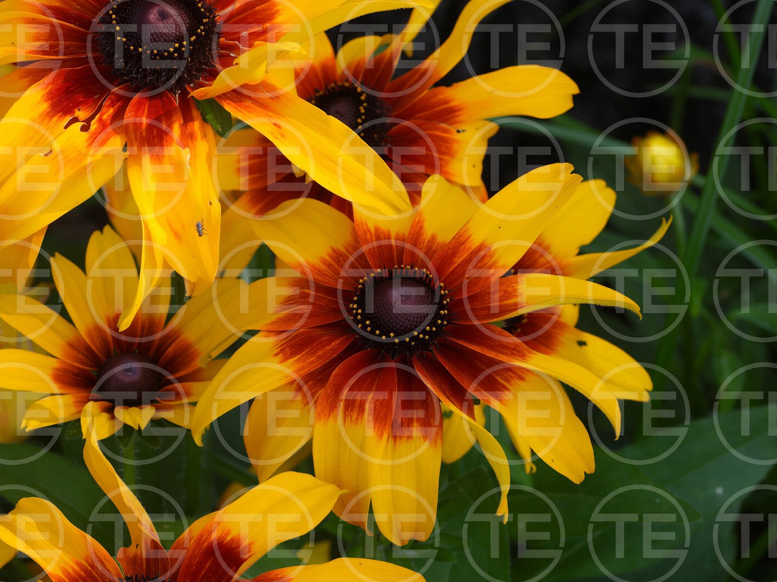 Wild Flower Sunset