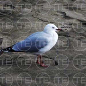 Coastal Pause