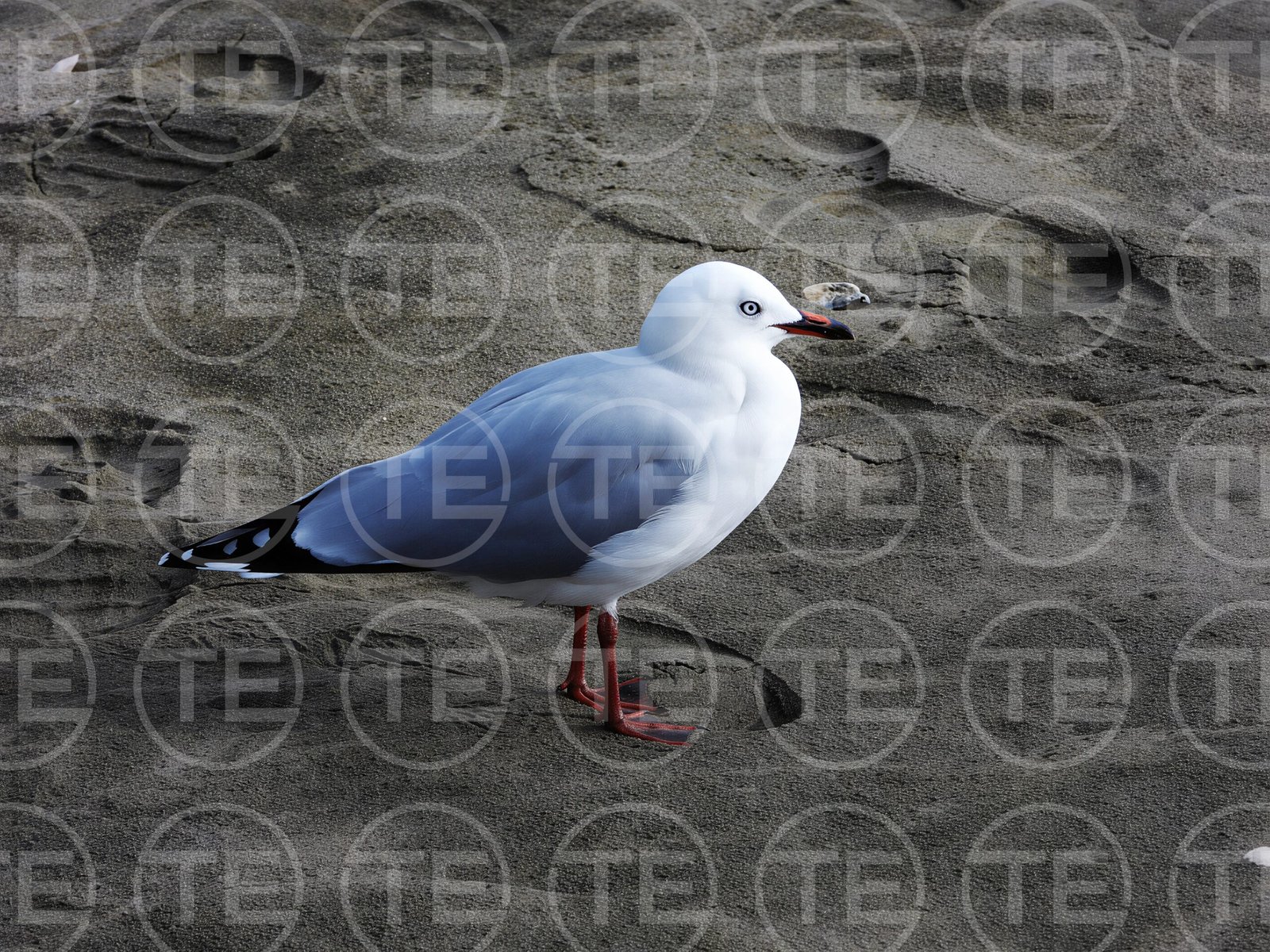 Coastal Pause