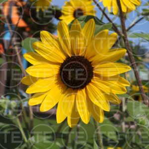 Wild Sunshine
