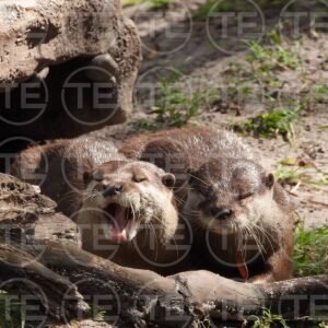 Otterly Unimpressed