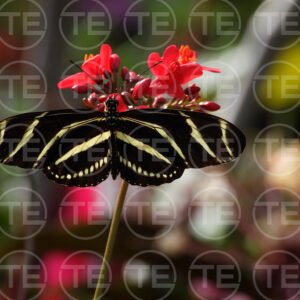 Zebra Wings