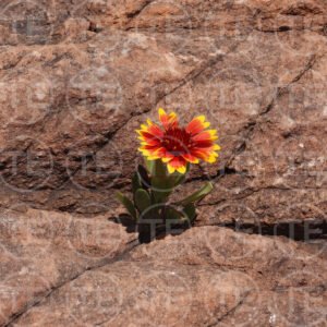 Defiant Bloom