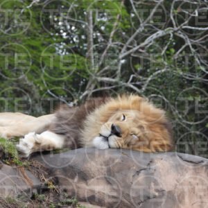 Resting Royalty