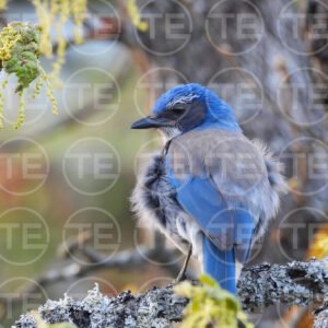 Cobalt Whisper