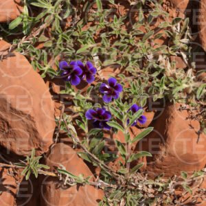 Wild Violet