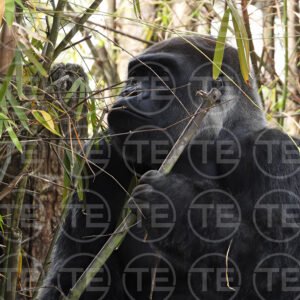 Bamboo Sanctuary