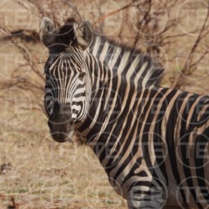 Zebra Gaze