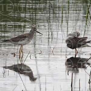 Wetland Companions